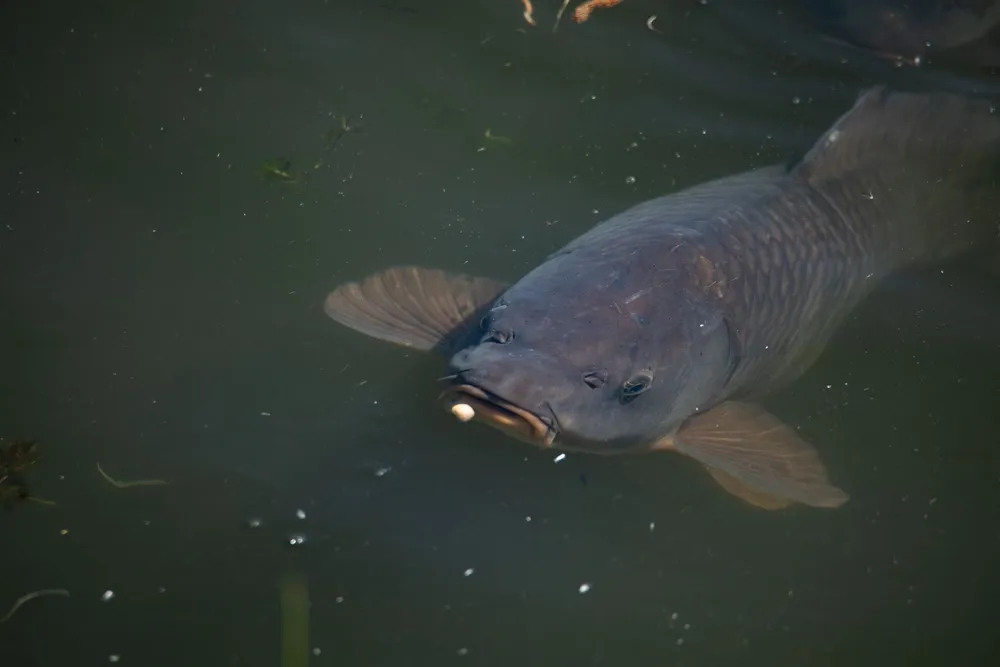 Comment Pêcher la Carpe en Surface - Pêche en Surface Carpe