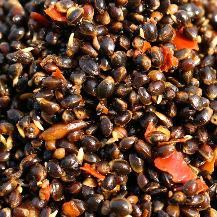 Le chanvre avec du chilli de l'Advanta 500g Handy Pack Spicy Chilli