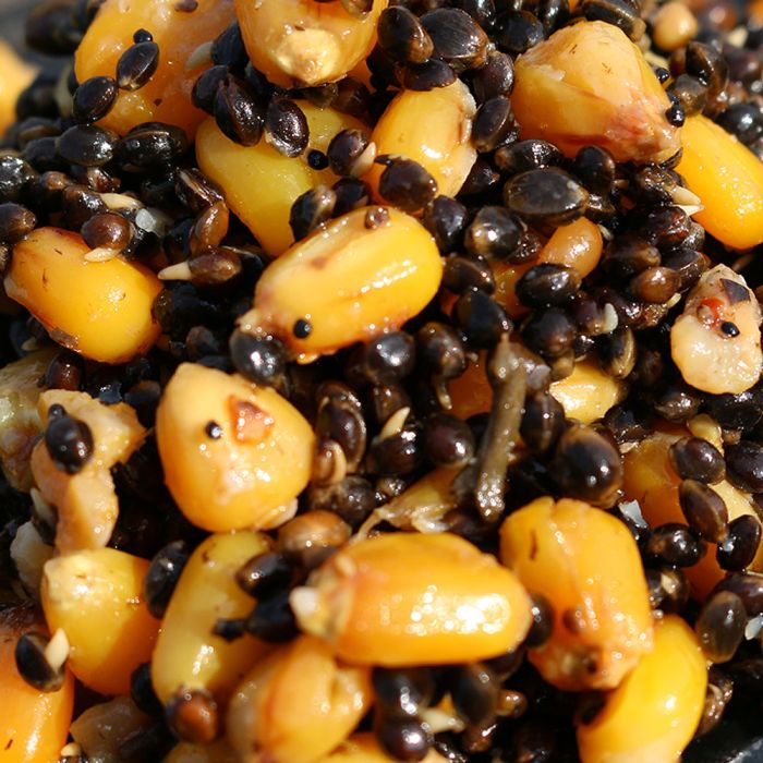 Le chanvre mélangé avec du maïs de l'Advanta 500g Handy Pack Hemp n Maize 1