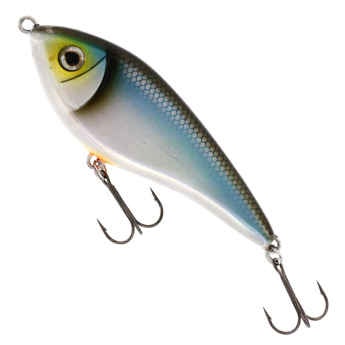 Blueback Herring