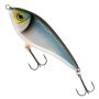 Blueback Herring