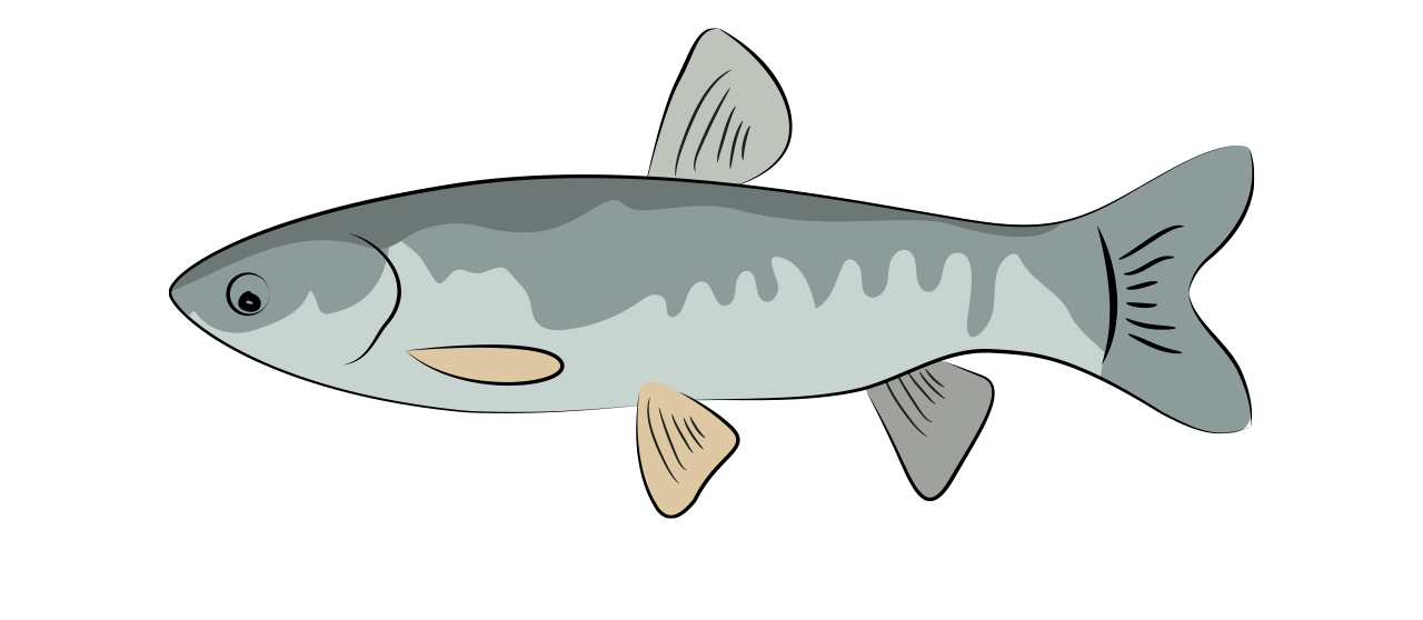 La Carpe Amour / Herbivore