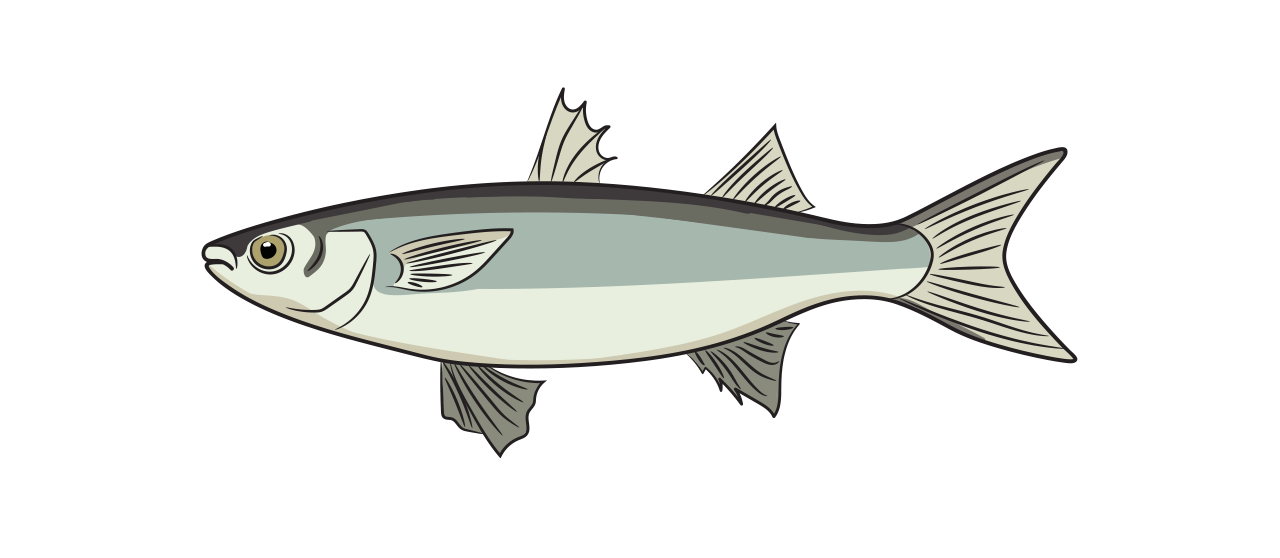 Espèces de Mulet Gris