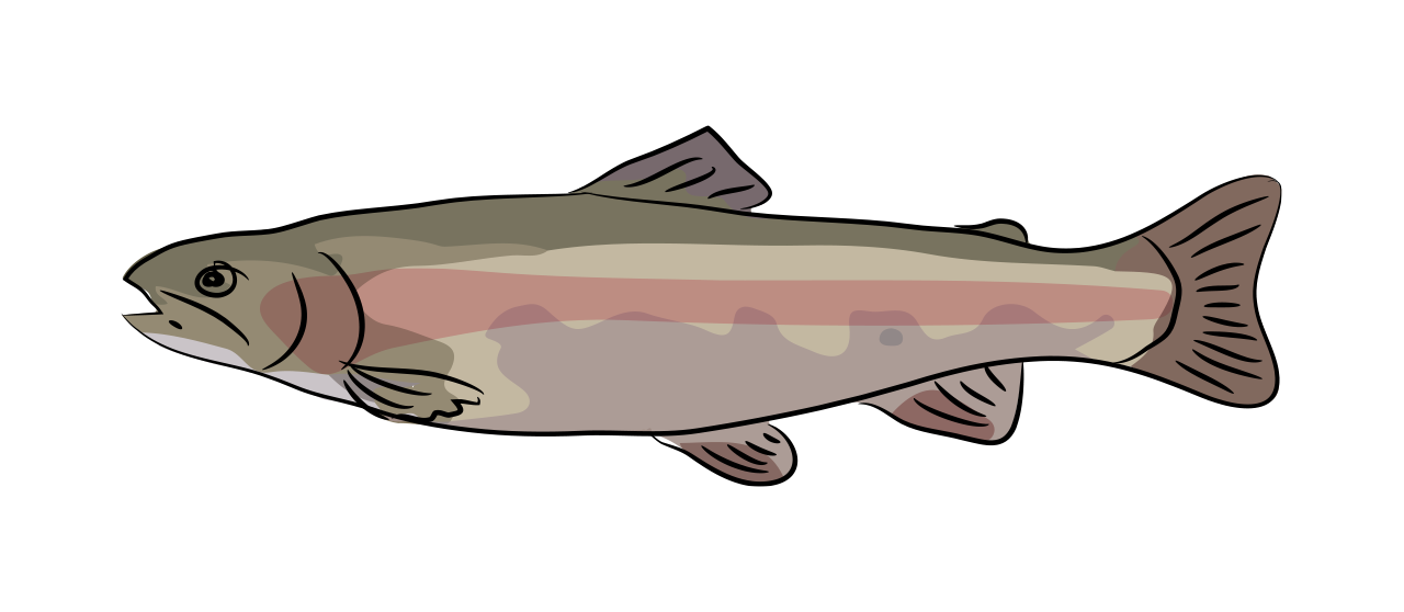 La Truite Arc-en-ciel 