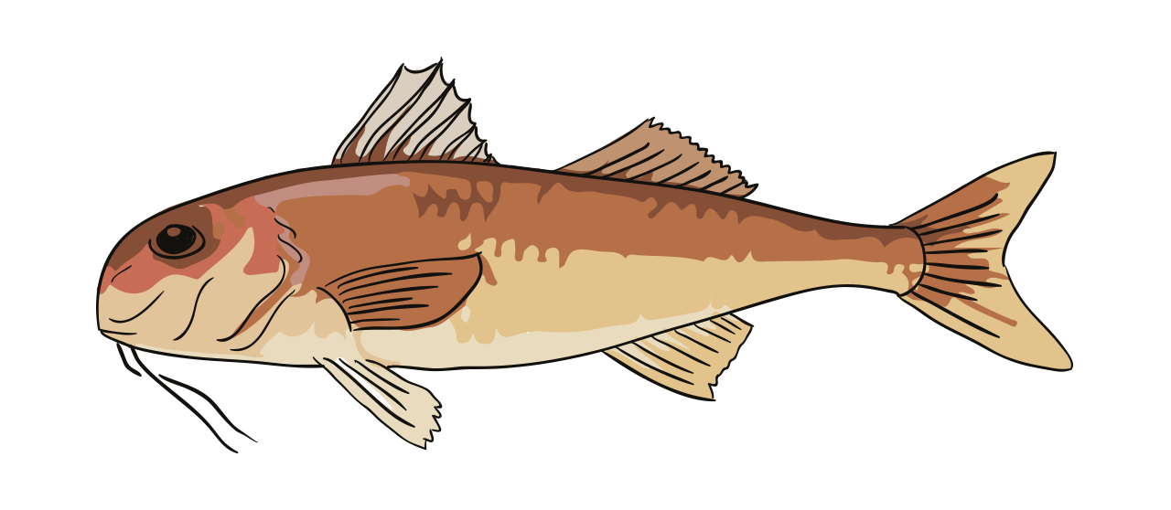 Rouget (Mulet Rouge)