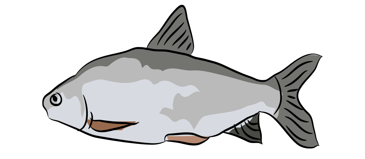 La Daurade Argentée 