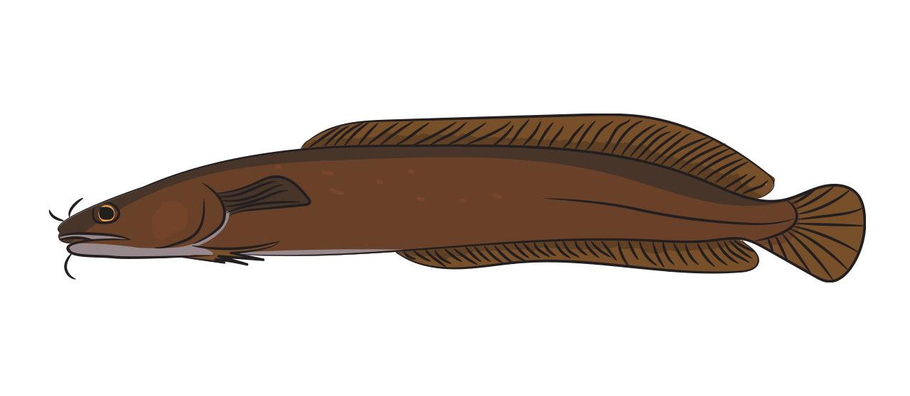 Motille à Trois Barbillons 