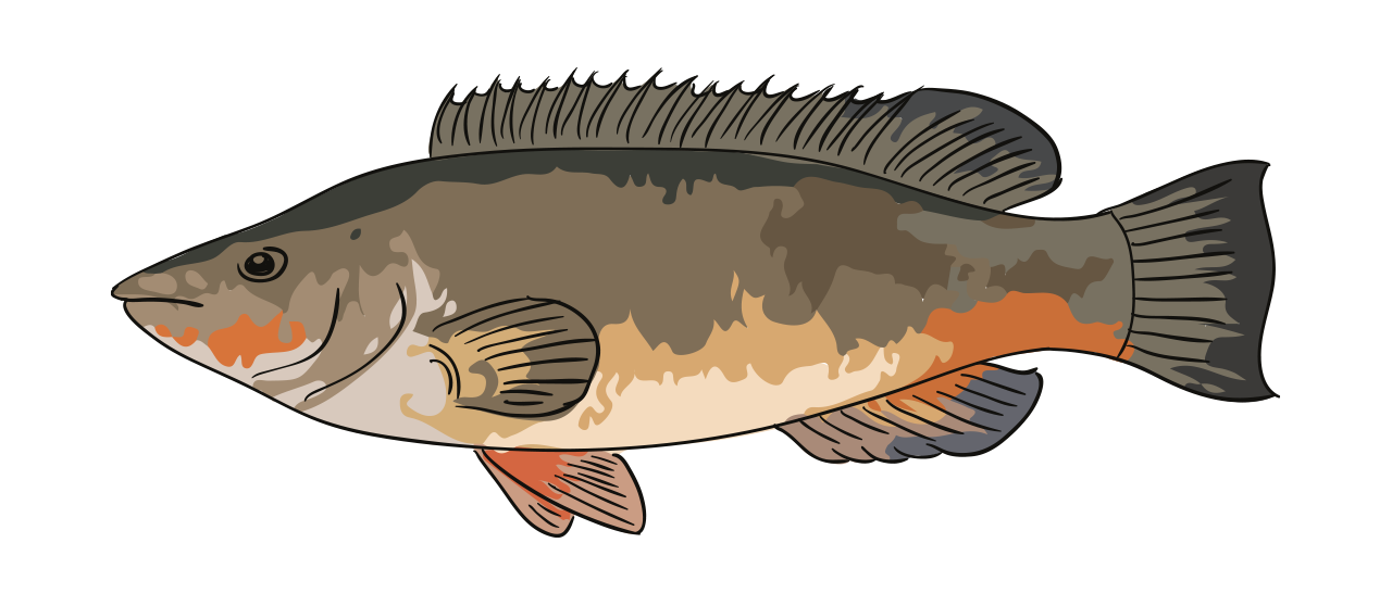 Poisson-loup (Labres)