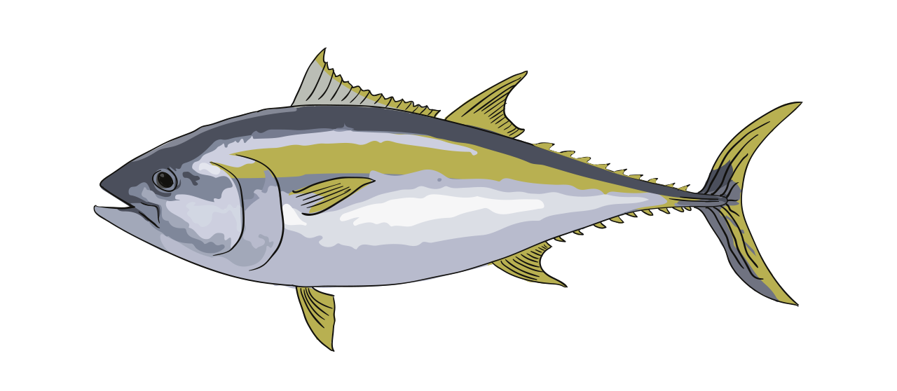 Thon Albacore