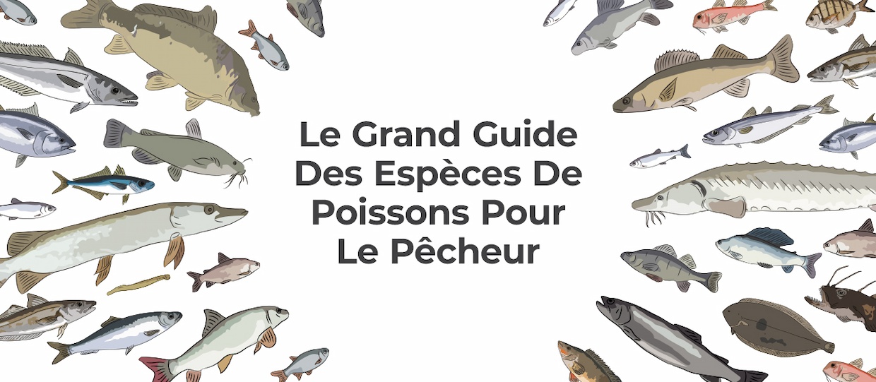 This species guide is designed to help you understand the fish you're targeting,
                    where you can catch them and what bait will give you the best chance of hooking your target.
                